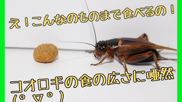 コオロギの食の広さに唖然　cricket eat food
