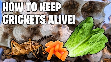 How To Keep Crickets Alive! Cricket Care Guide!