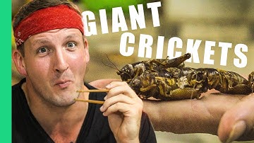 Giant crickets and cricket pizza in Vietnam